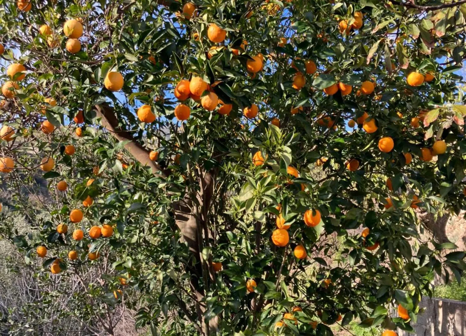 Las Golondrinas, Authentic Cortijo In The Hills Of Almunecar 0*,  Spain